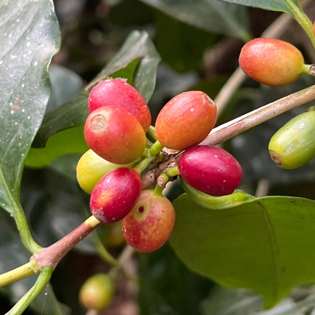 Koffiebonen Jalpa Gold - specialty organic
